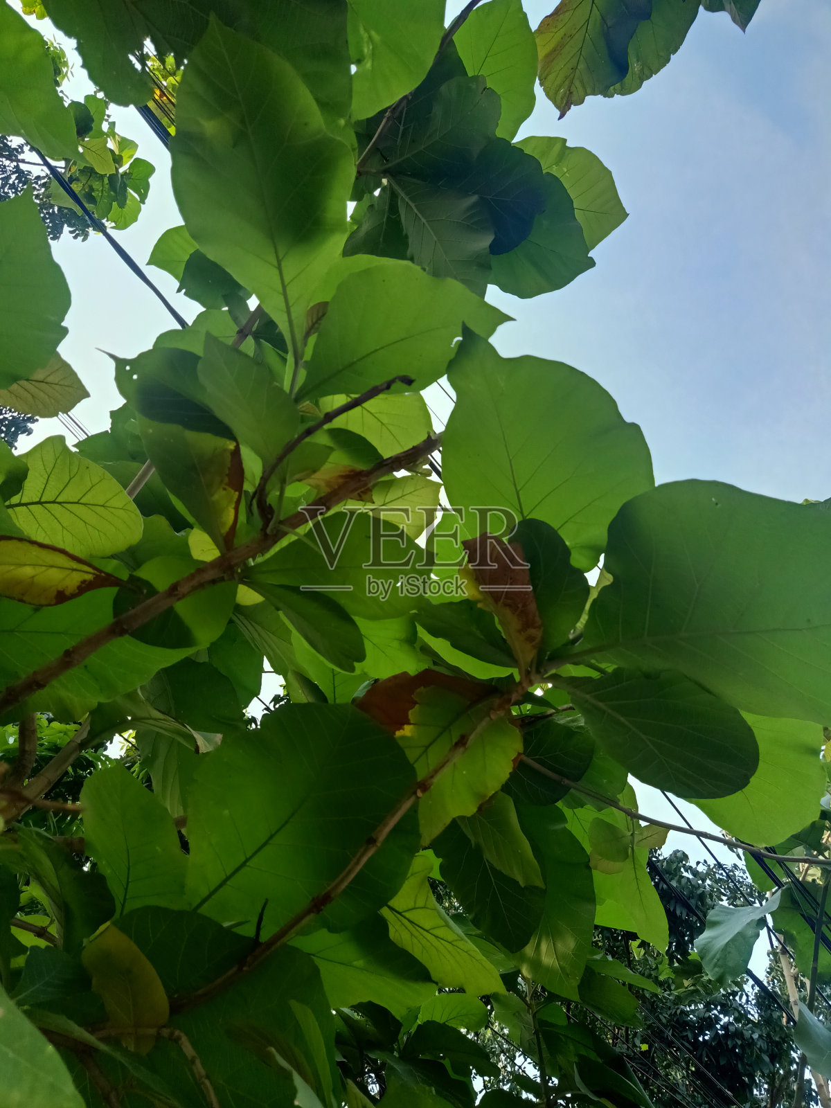 低角度的面包果植物对着蓝天照片摄影图片