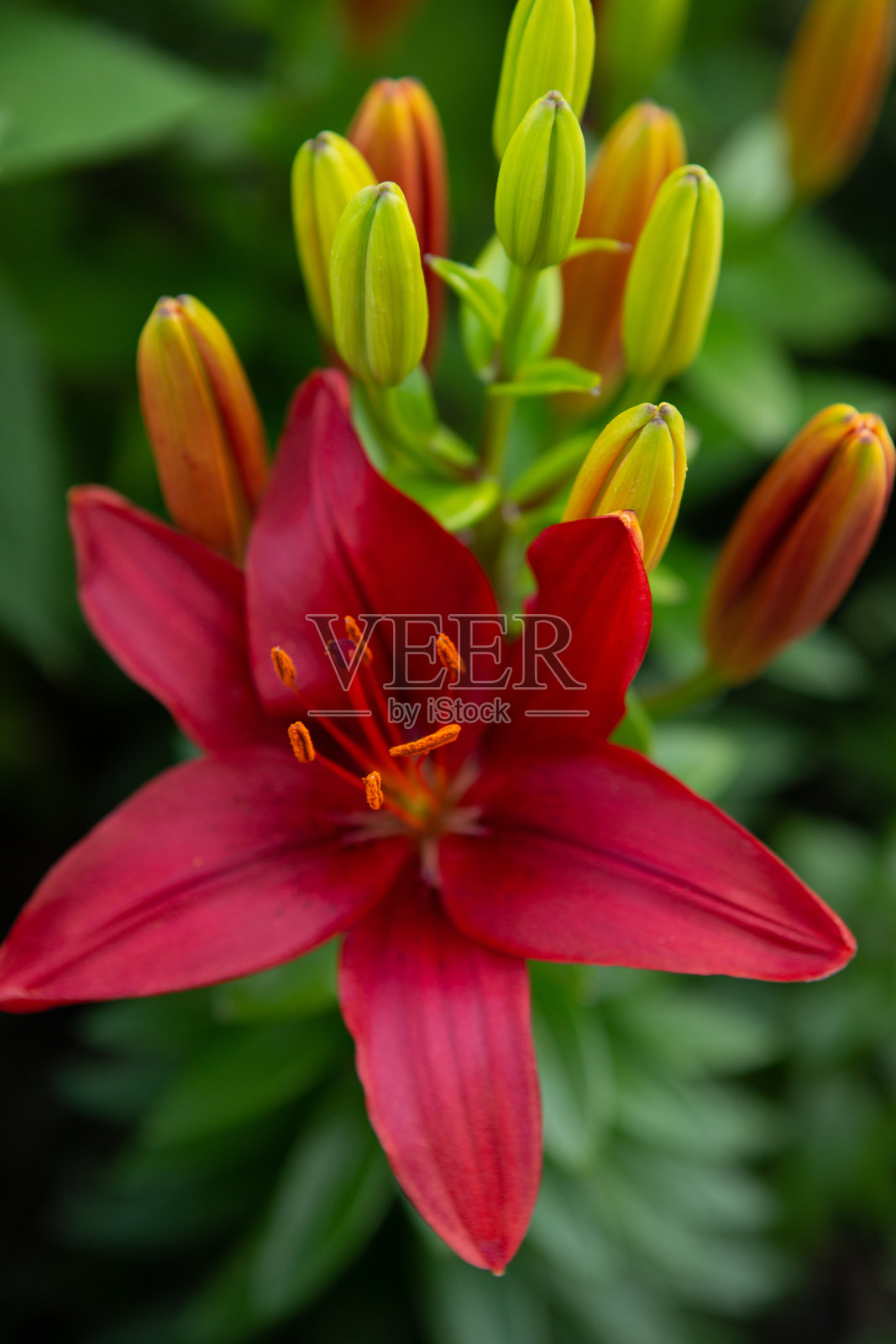 亚洲百合照片摄影图片