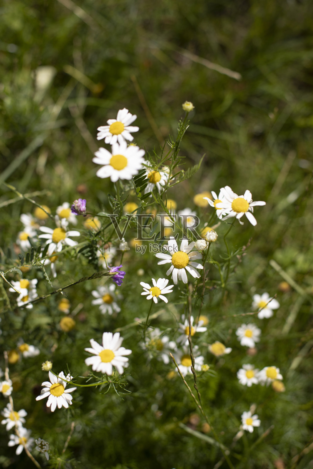 田野里的花。公园里的白花。大自然的细节。照片摄影图片