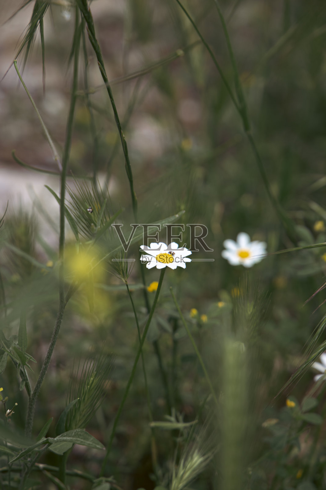 白色的雏菊和红色的花朵在绿色的草丛中照片摄影图片