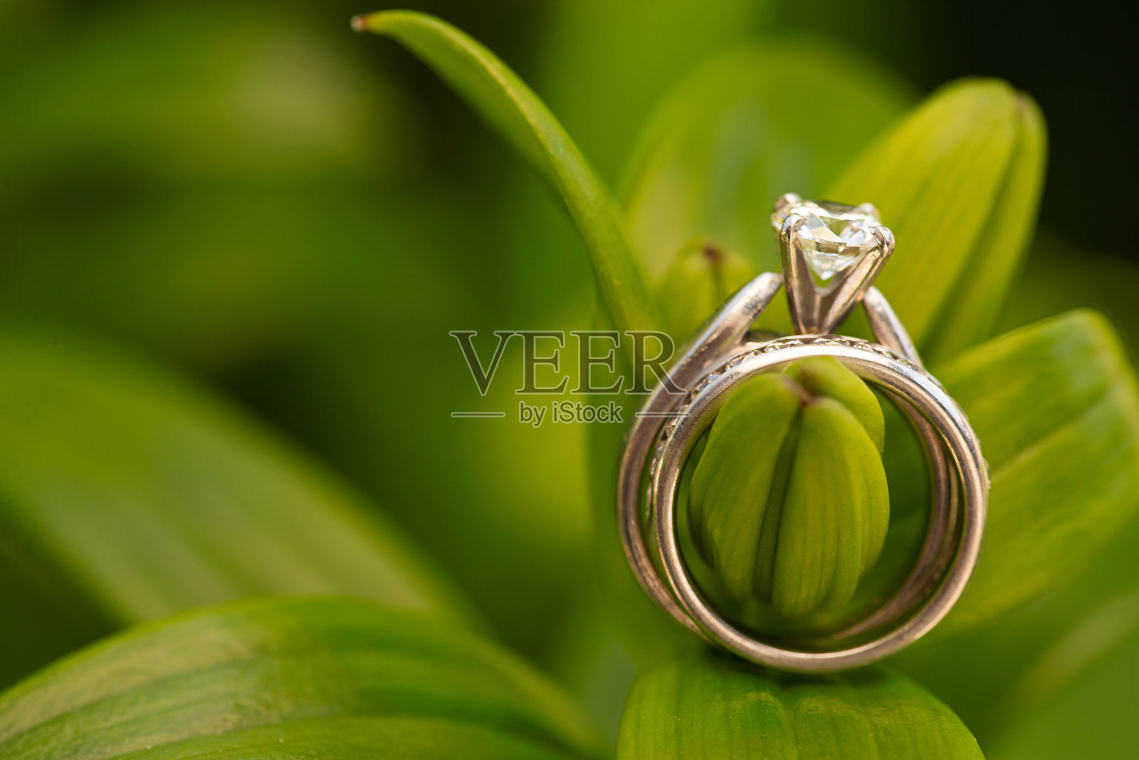 亚洲百合花蕾上的结婚戒指照片摄影图片