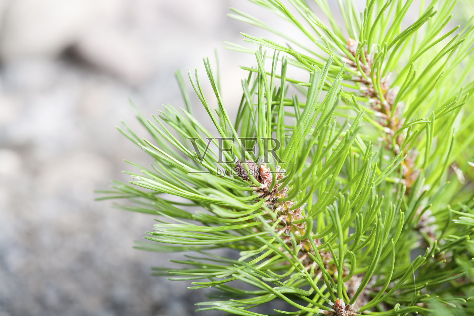松枝尖顶着岩石花园照片摄影图片