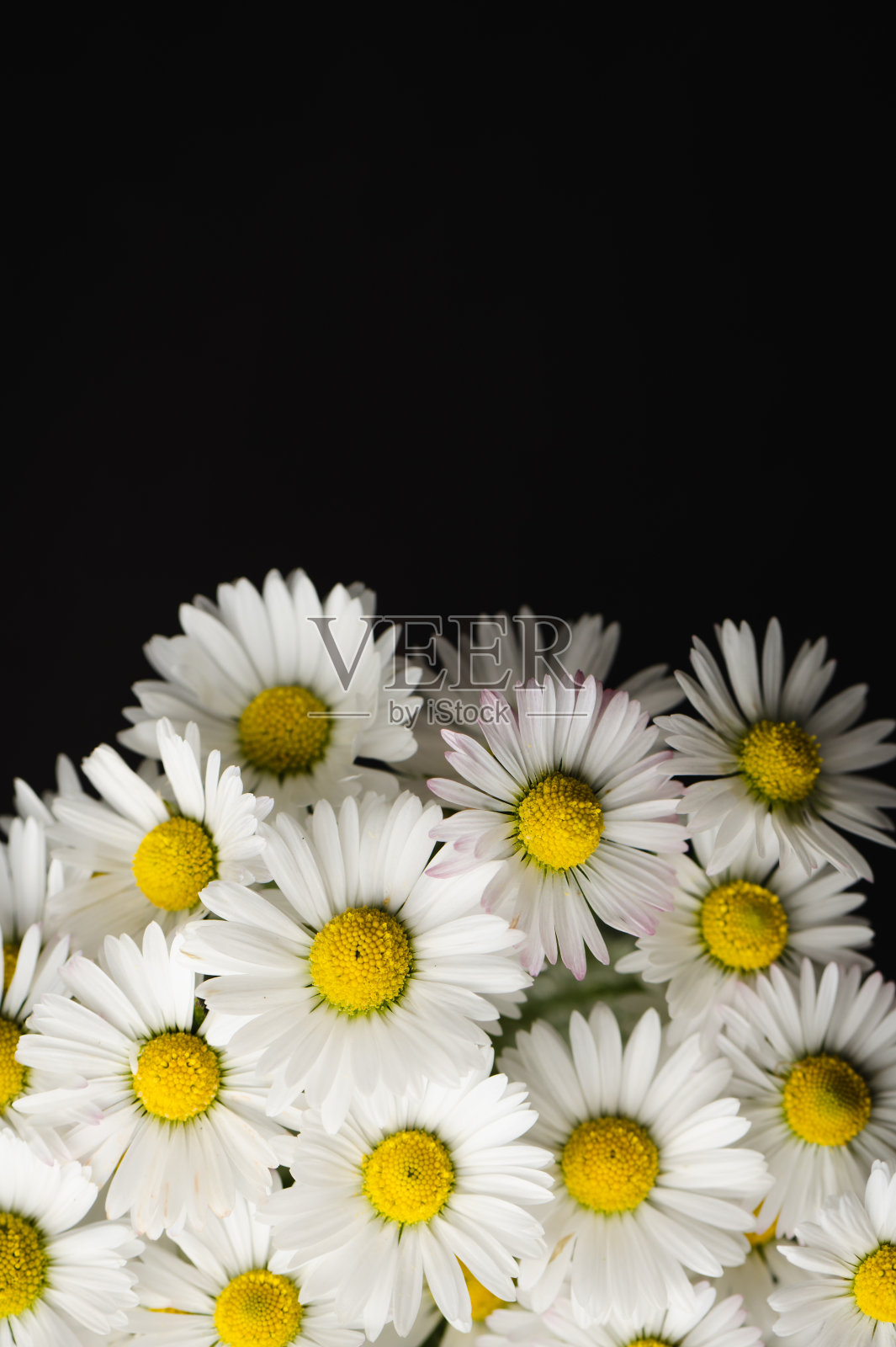 甘菊花工作室拍摄背景照片摄影图片