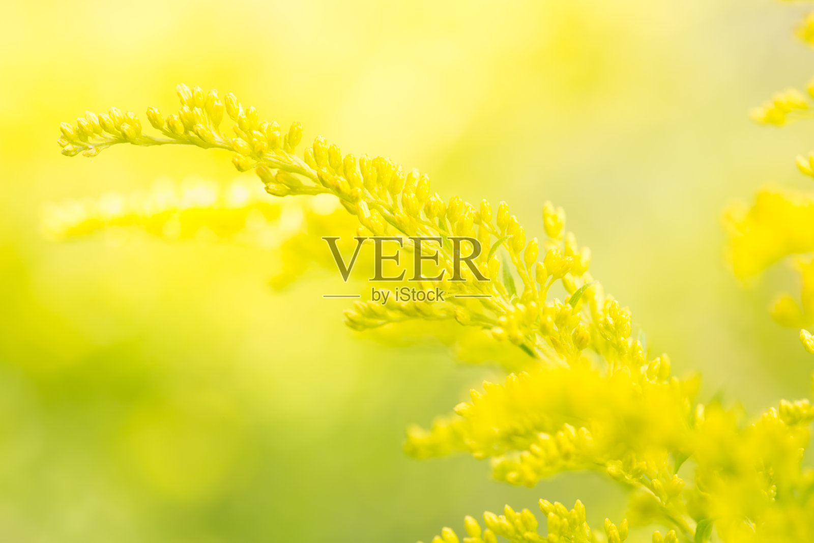 黄花属植物照片摄影图片