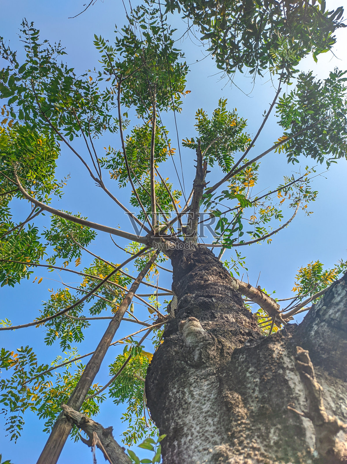 大热梅树照片摄影图片