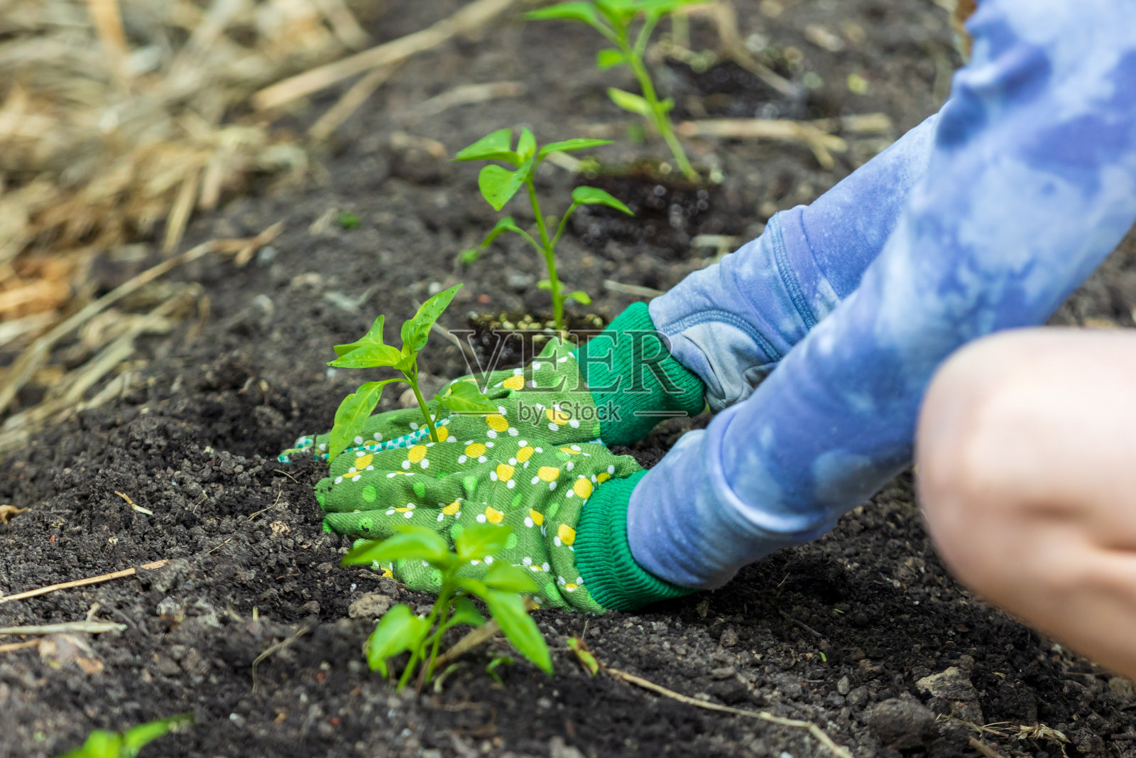 在花园里种植的新鲜蔬菜。照片摄影图片
