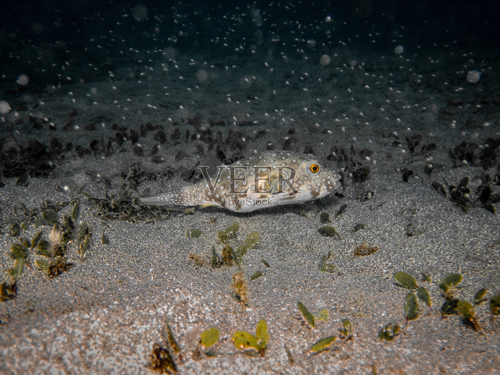 白色的圆点河豚照片摄影图片