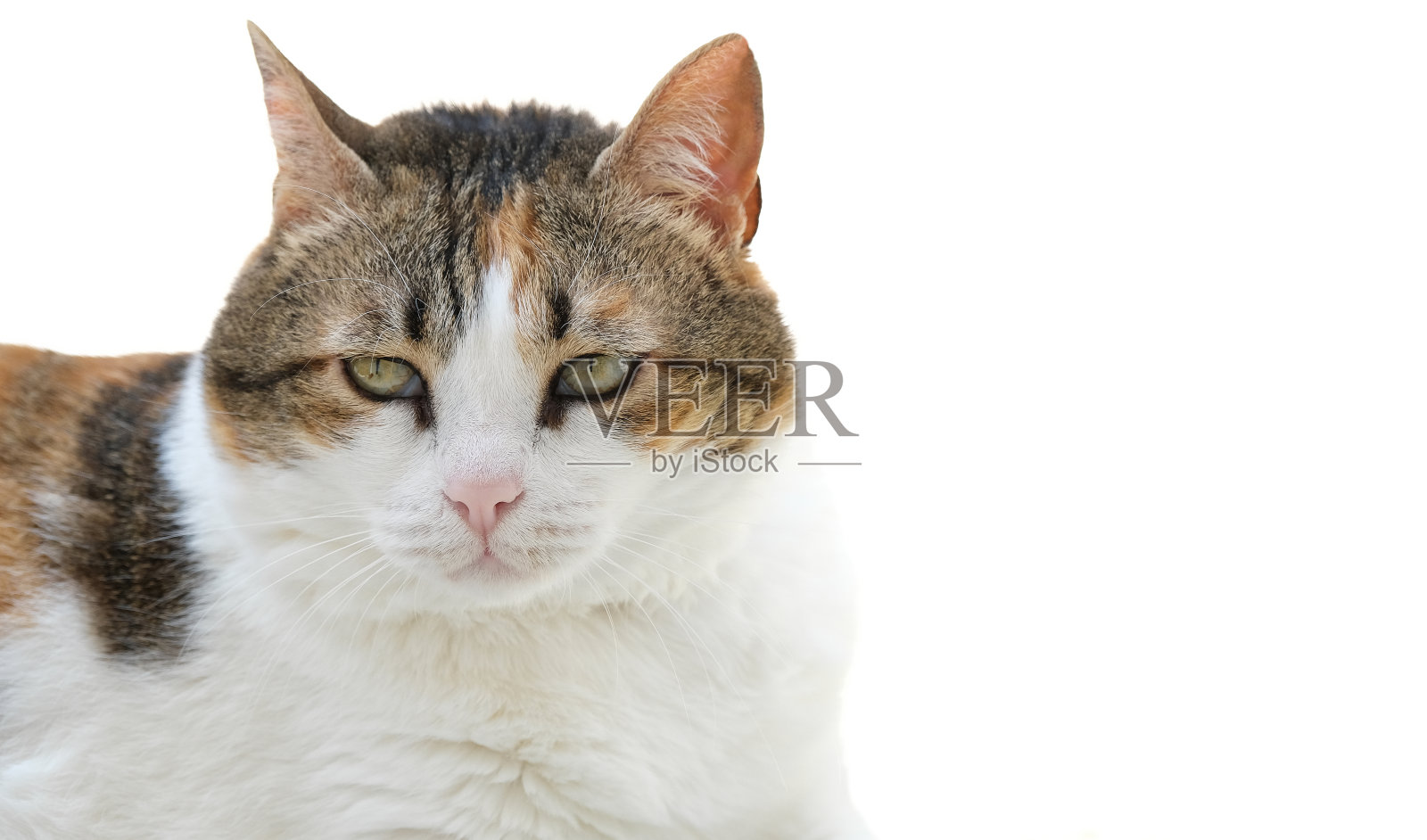 美丽的白色背景的印花布猫照片摄影图片