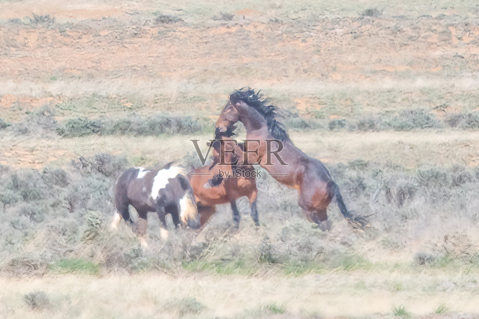 野马(野马)在美国西部怀俄明州科迪附近的麦卡洛峰野马区打架，咬脖子照片摄影图片