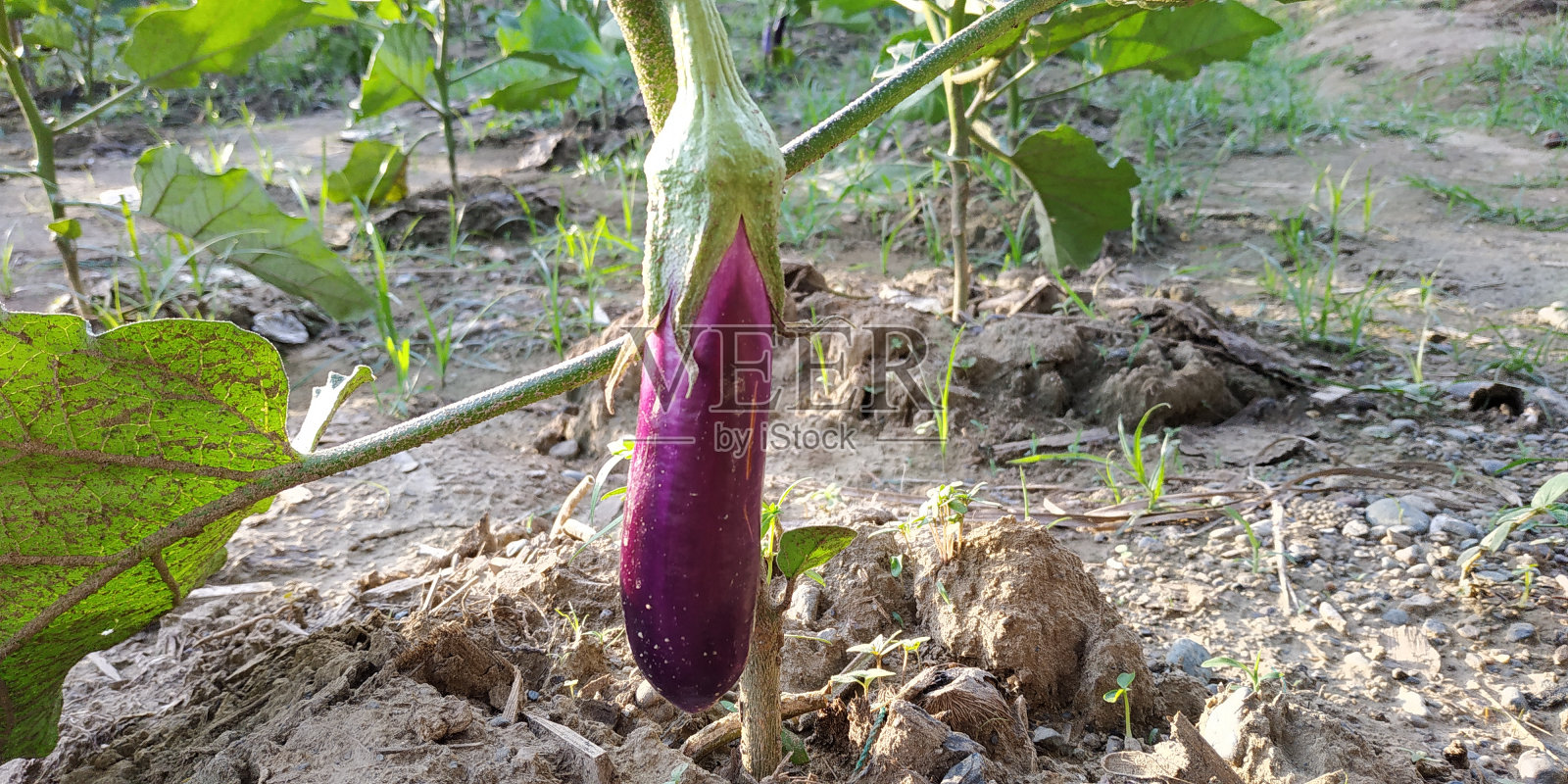 茄子在树上照片摄影图片