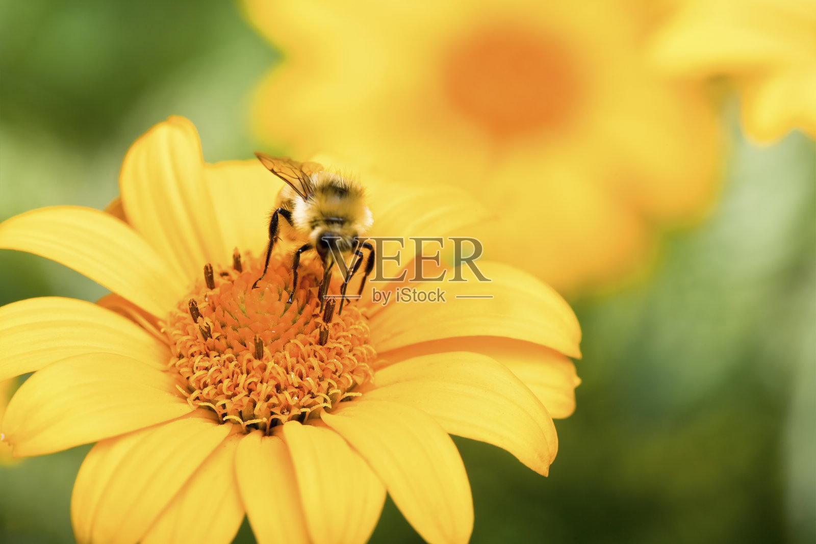 黄菊花照片摄影图片