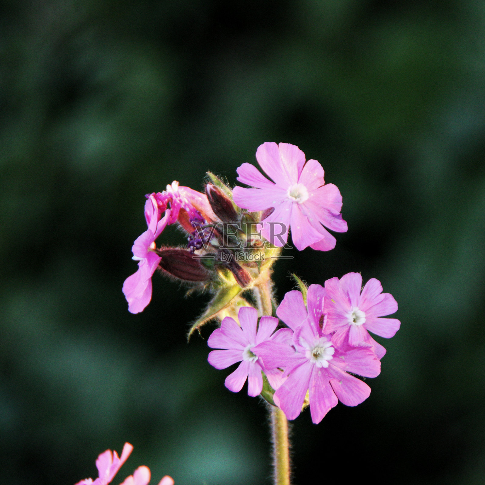 夕阳反射照片摄影图片