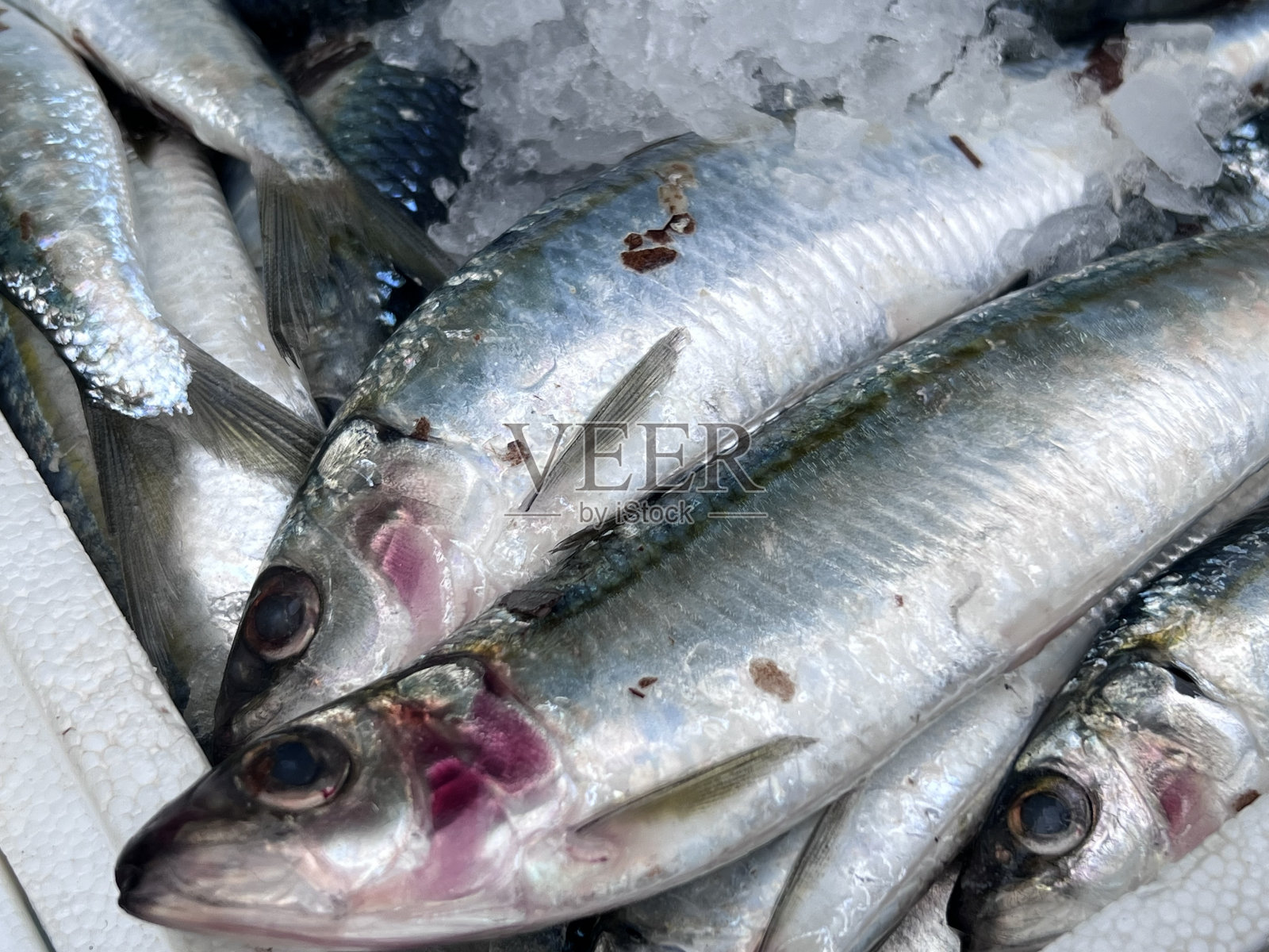新鲜捕获的沙丁鱼照片摄影图片