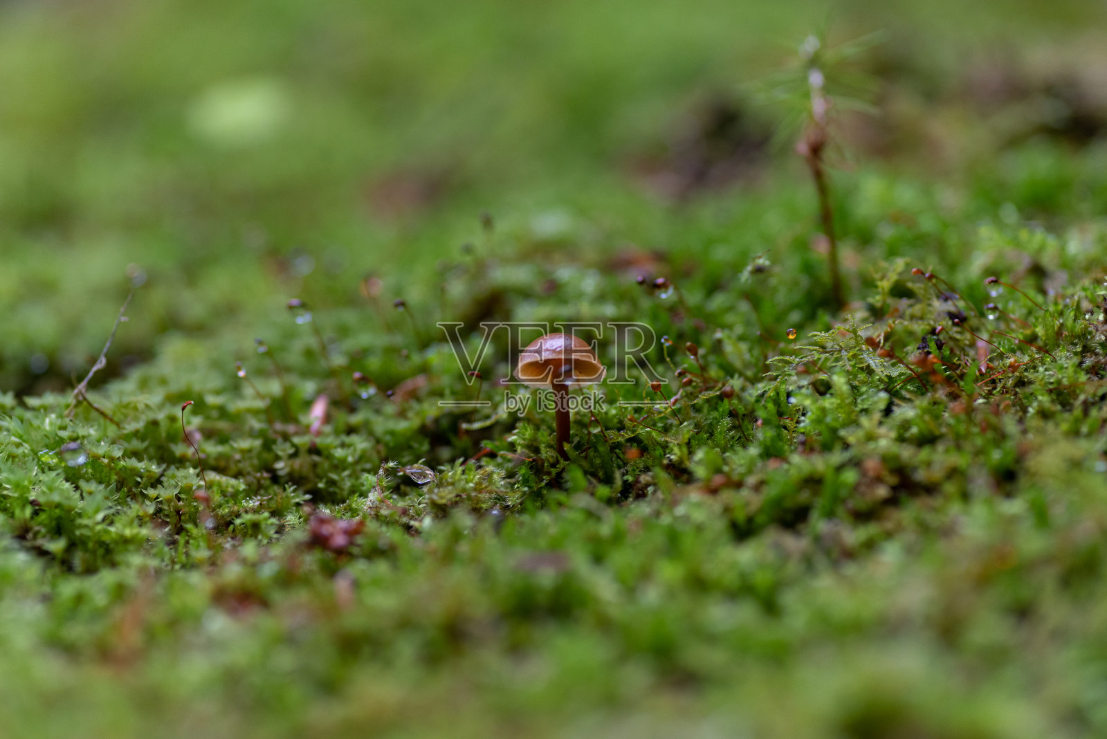 生长在苔藓上的蘑菇照片摄影图片