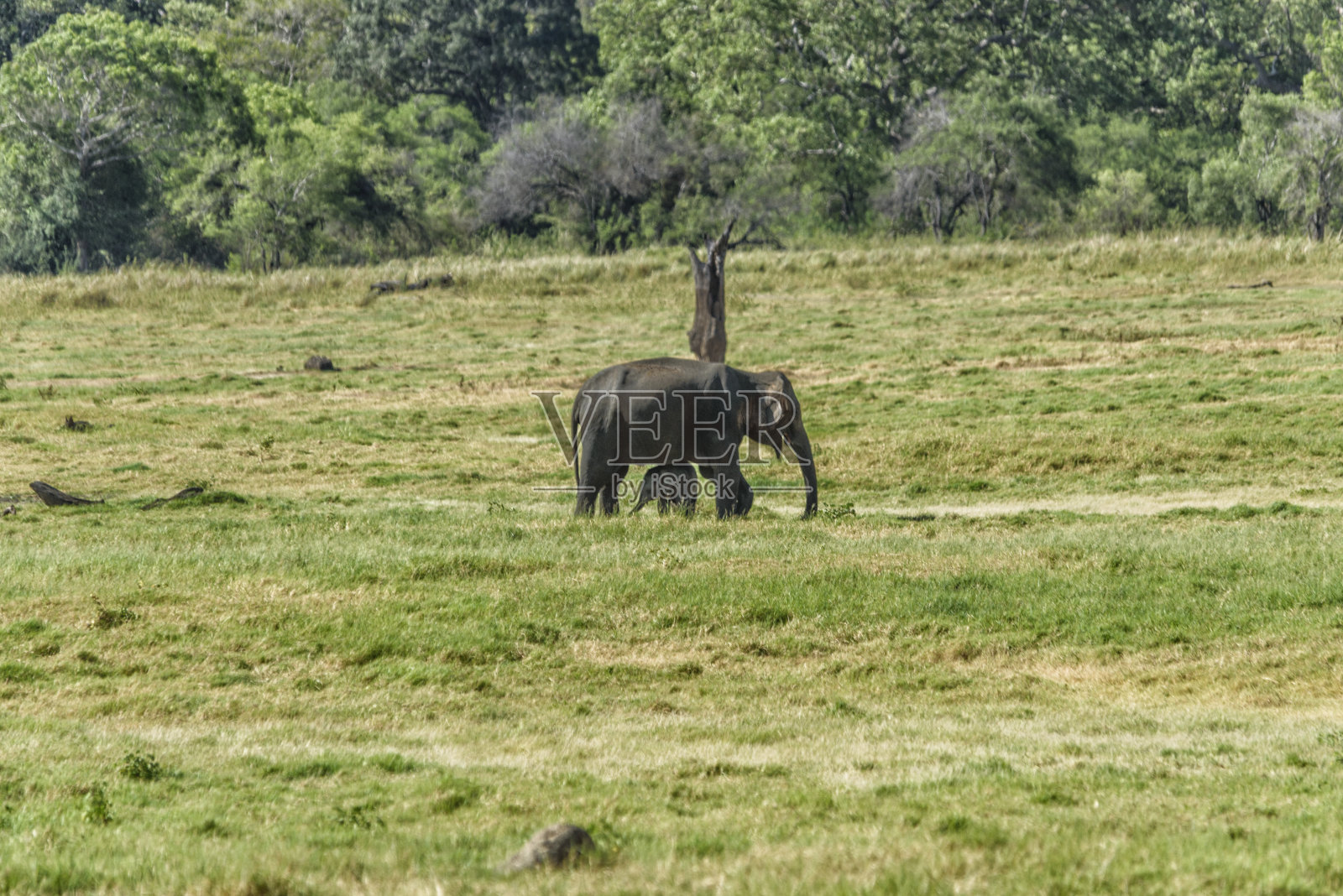 斯里兰卡公园里的大象照片摄影图片