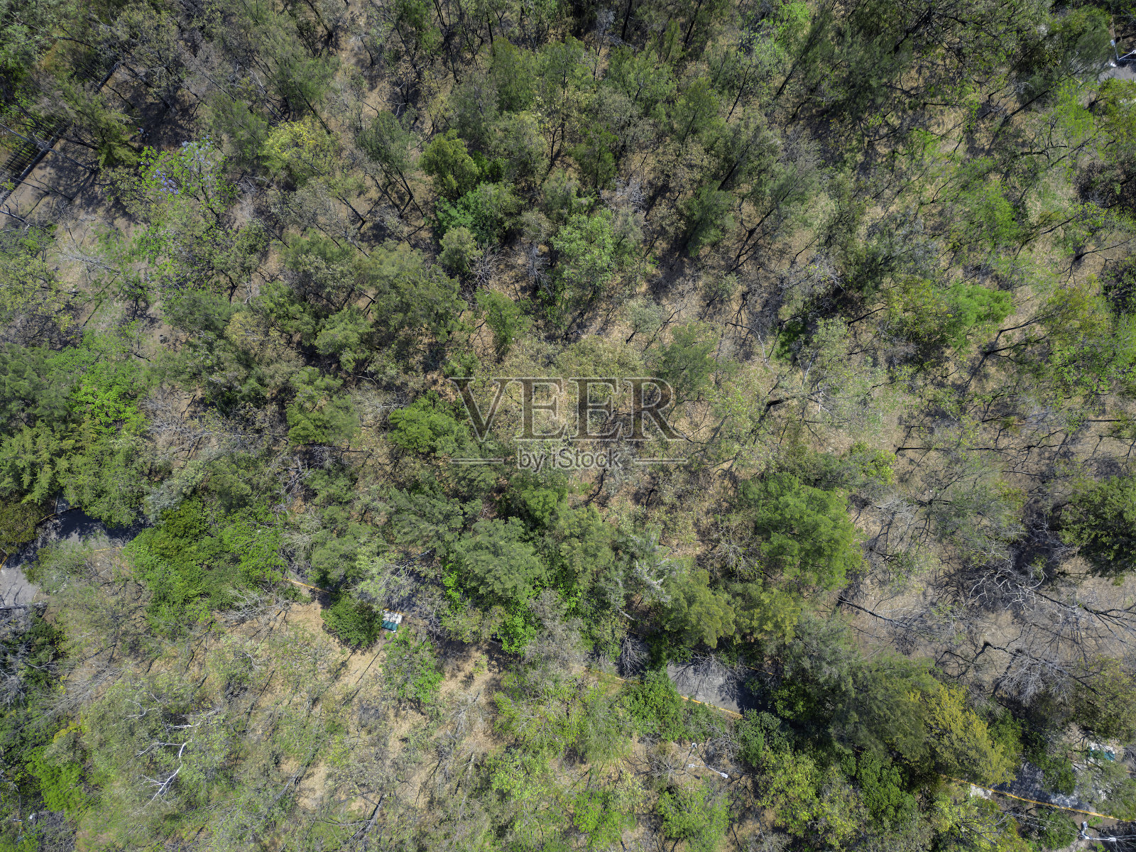 墨西哥城公园鸟瞰图照片摄影图片