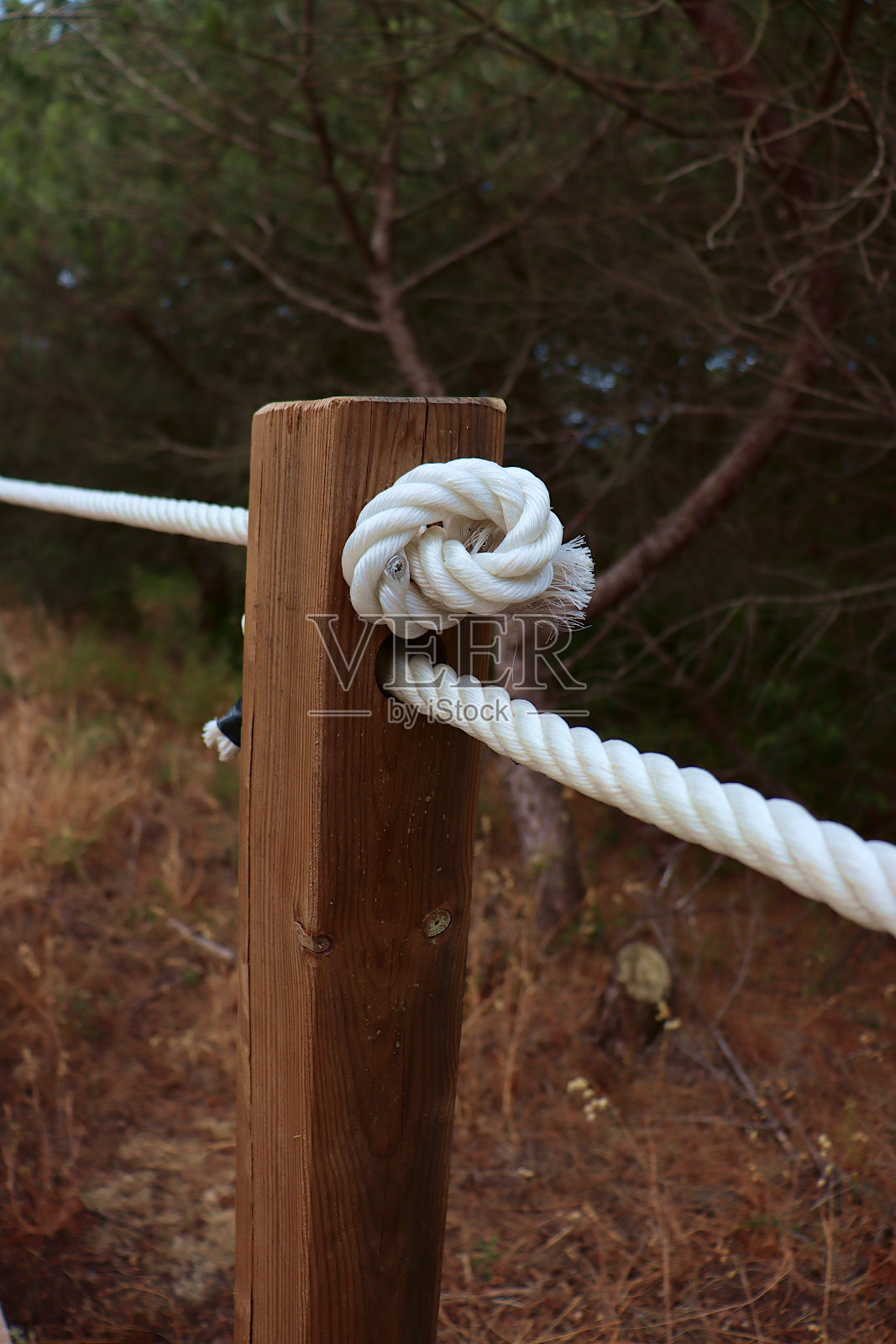 用白绳打结的木桩。照片摄影图片