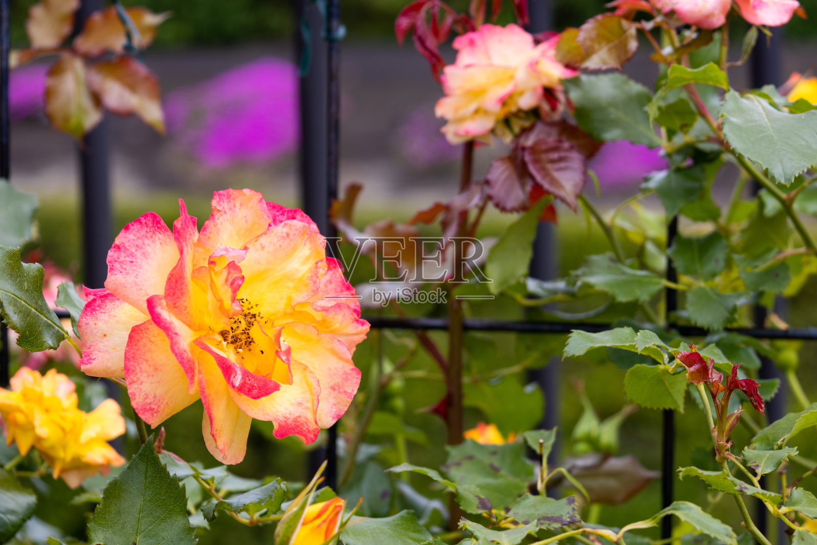 撒哈拉沙漠的98照片摄影图片