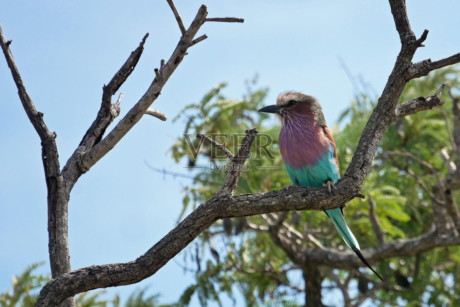 美丽的丁香胸卷鸟栖息在克鲁格国家公园的树枝上照片摄影图片
