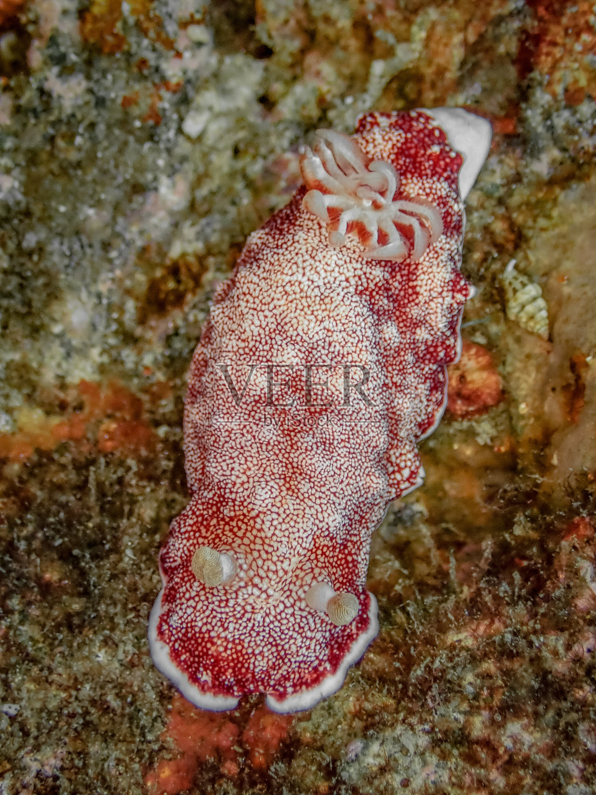 网状色蛾照片摄影图片