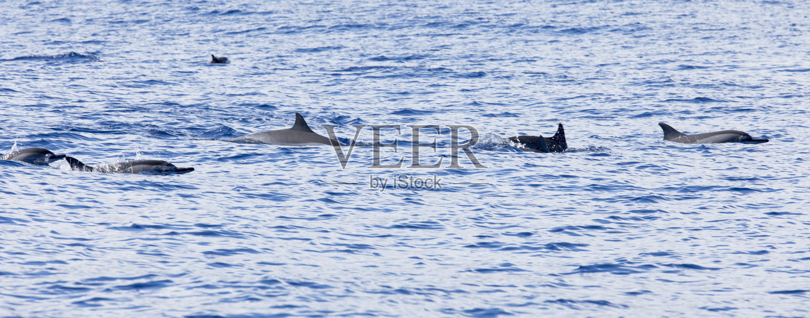 留尼汪海的海豚照片摄影图片