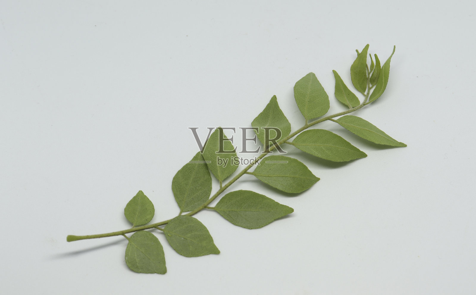 咖喱叶背面视图。白色背景照片摄影图片