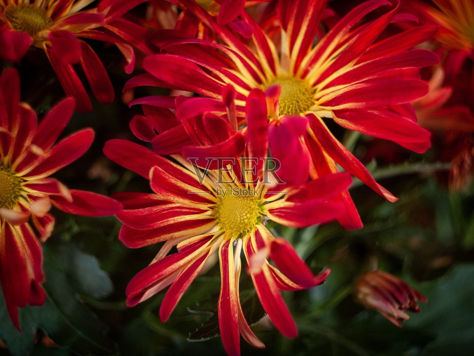 鲜红的黄鼠草被绿叶包围着照片摄影图片