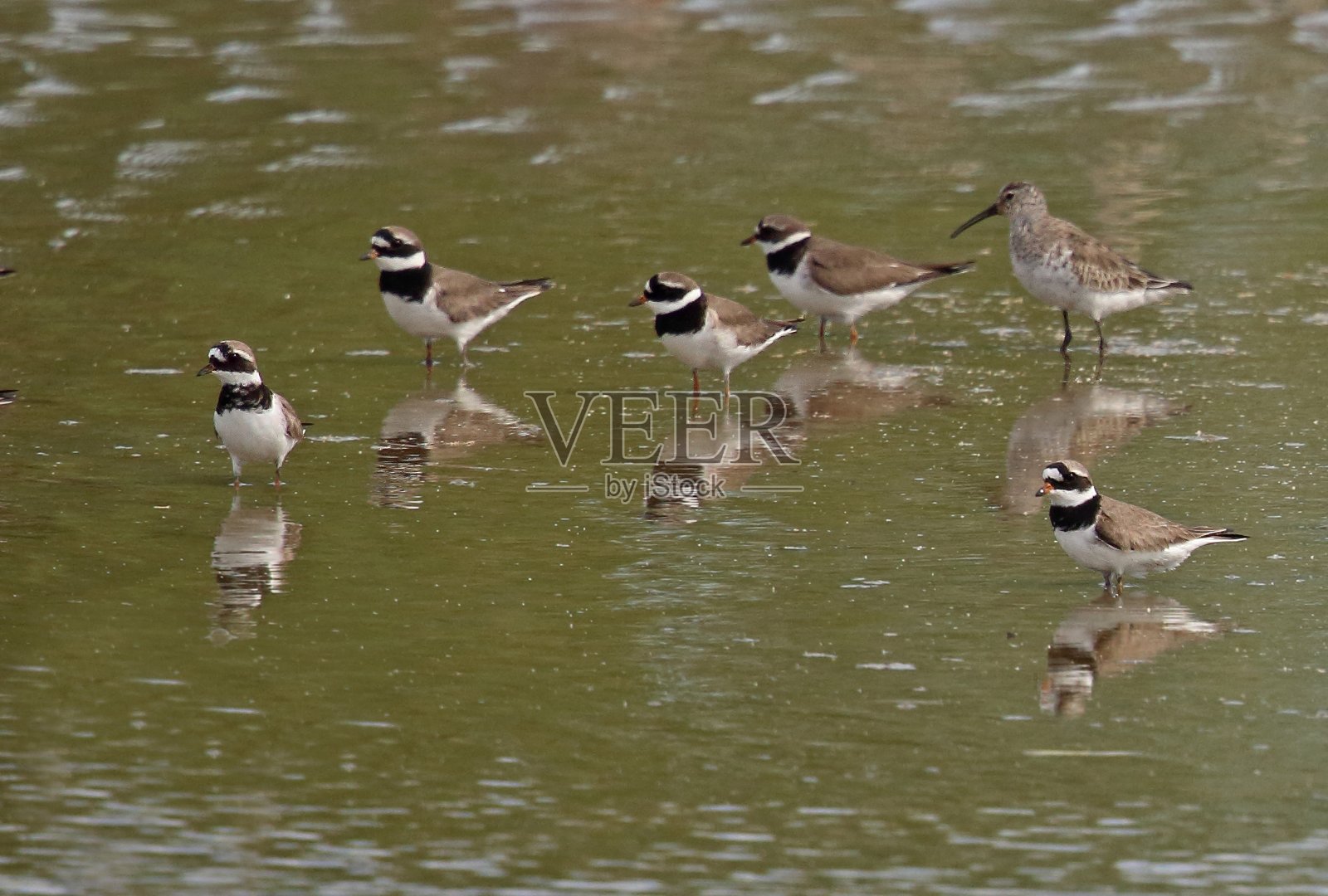 环鸻(Charadrius hiaticula) &鹬(Calidris ferruginea)照片摄影图片