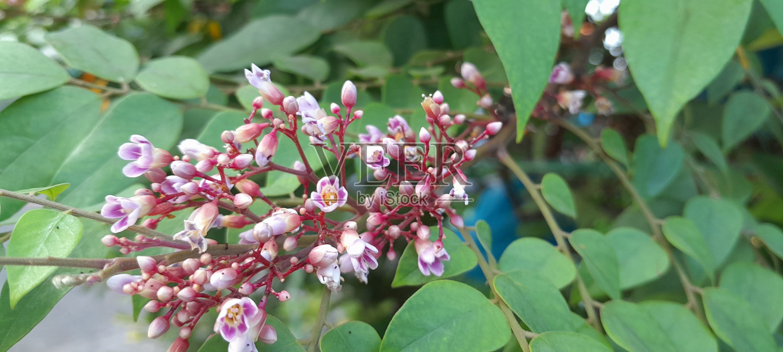 杨桃花(Averrhoa Carambola L.)，杨桃花照片摄影图片