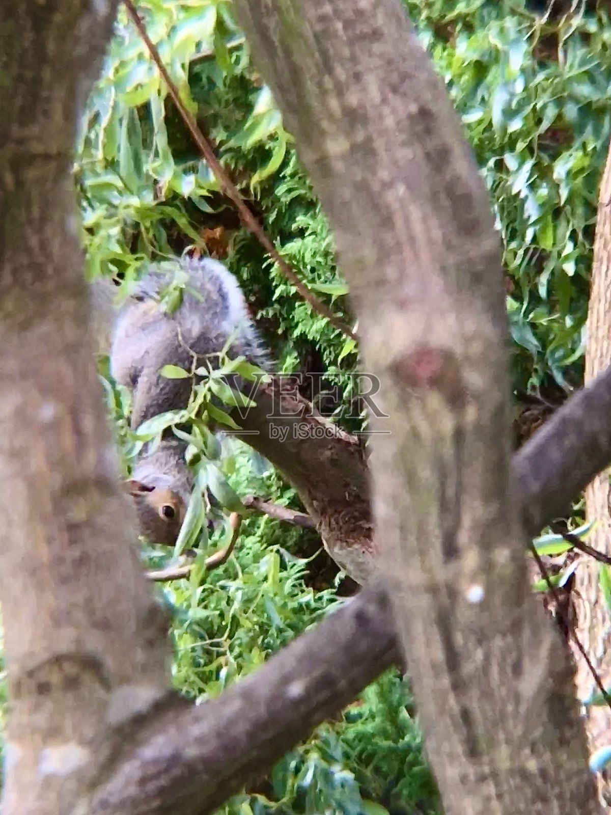 一只松鼠倒挂在树枝上照片摄影图片
