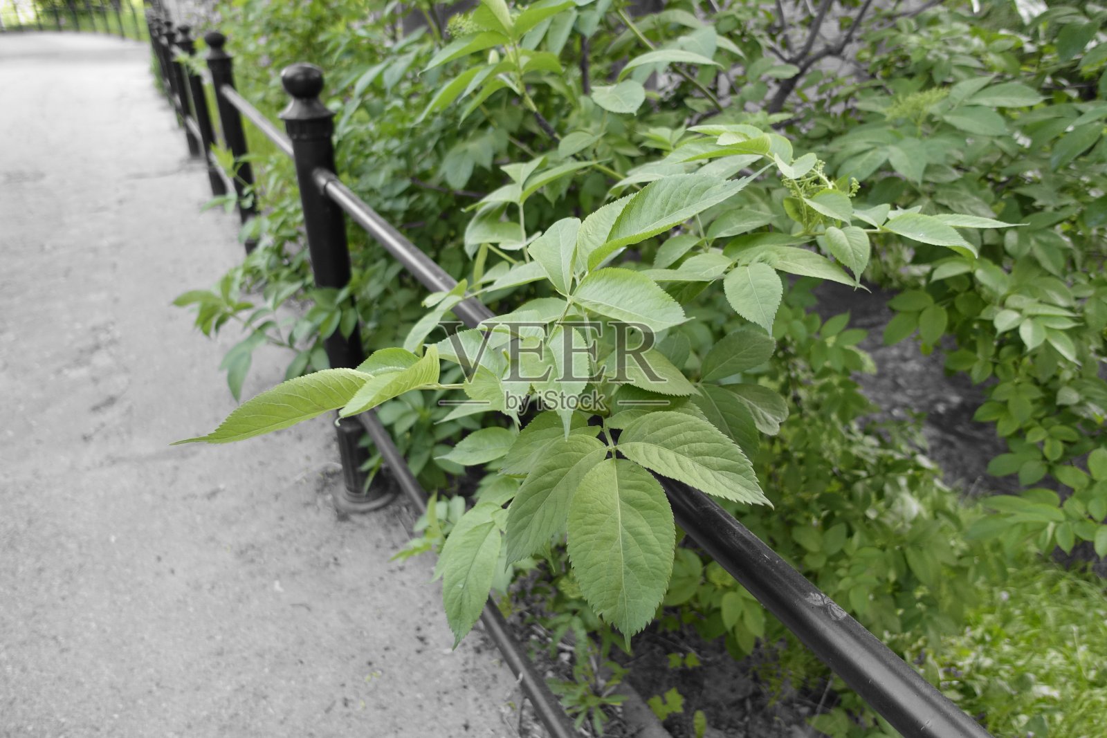 5. 绿叶和黑色金属栏杆照片摄影图片