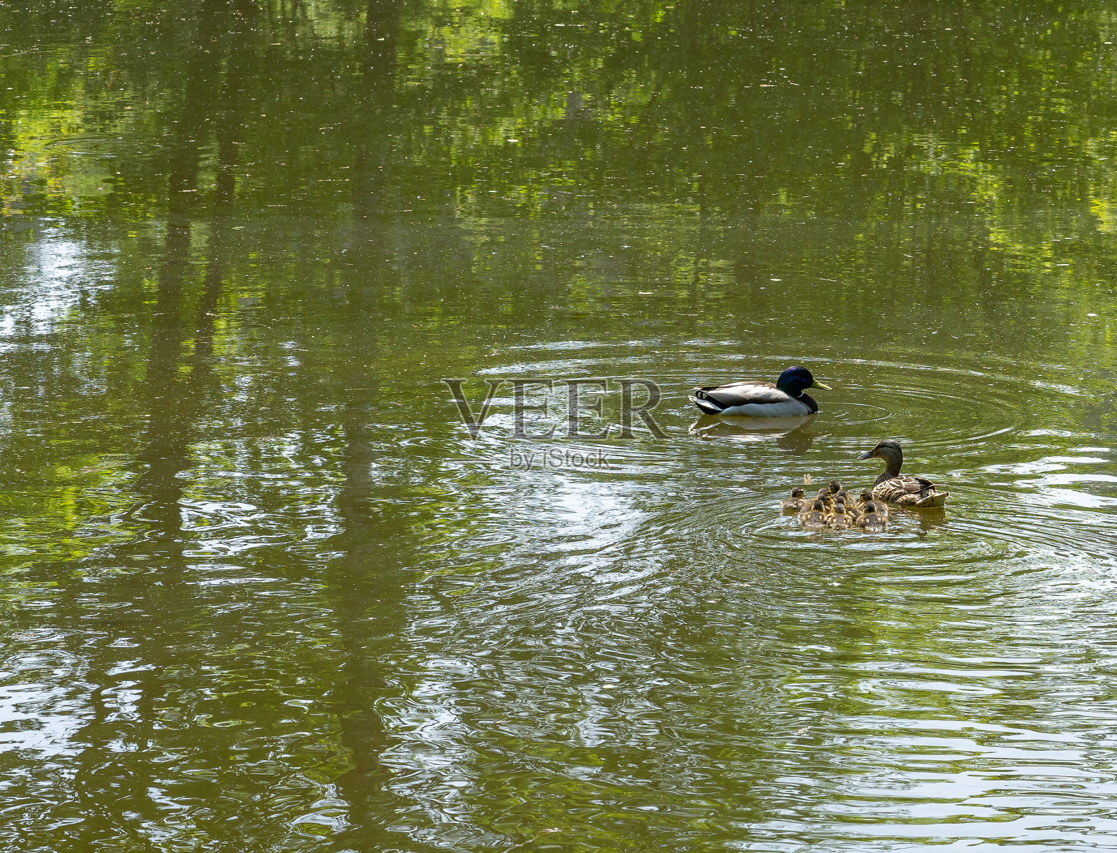 鸭子在公园的水上照片摄影图片