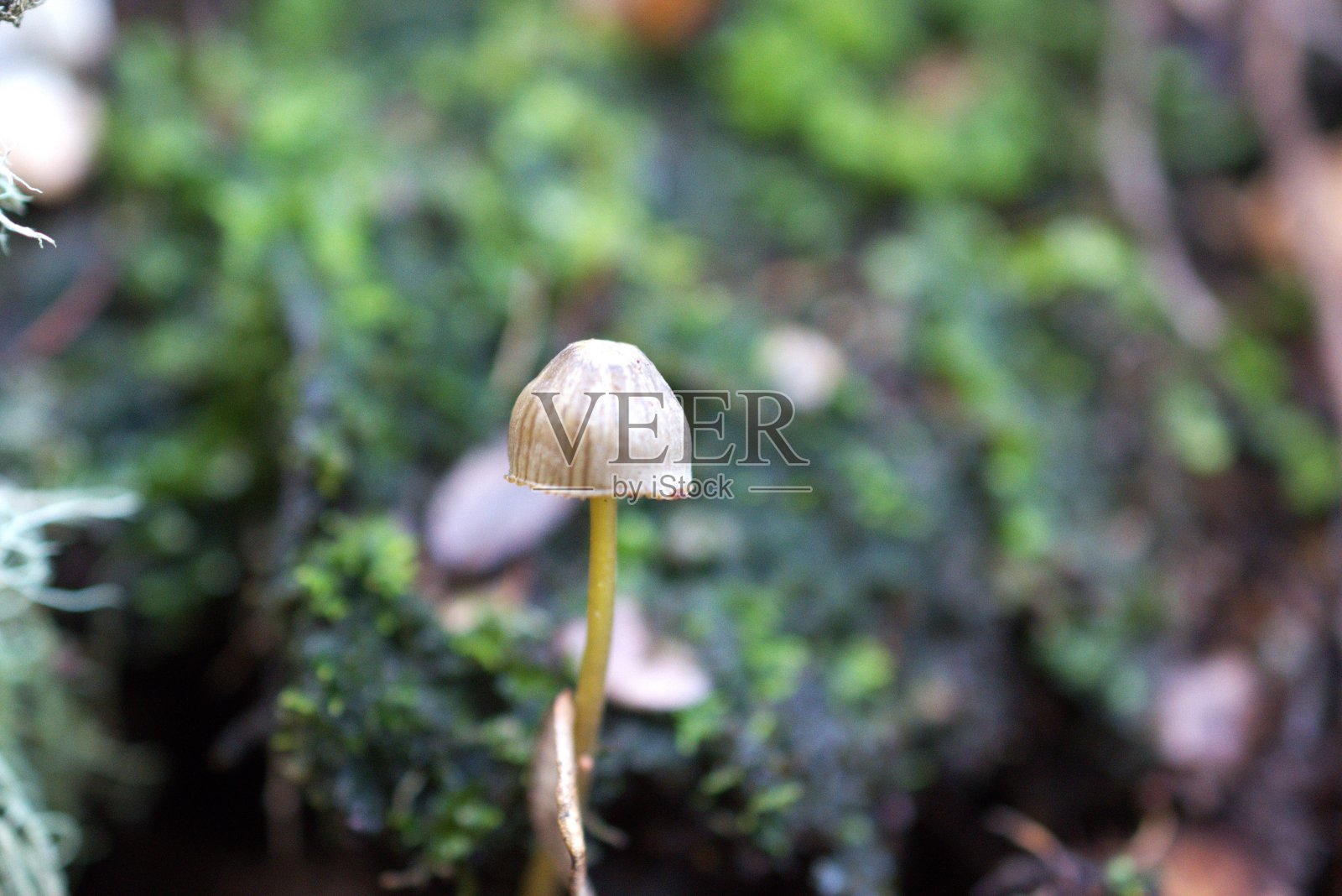 蘑菇特写照片摄影图片