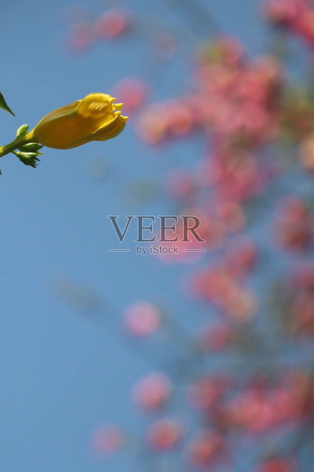 蓝天背景上的黄花。照片摄影图片