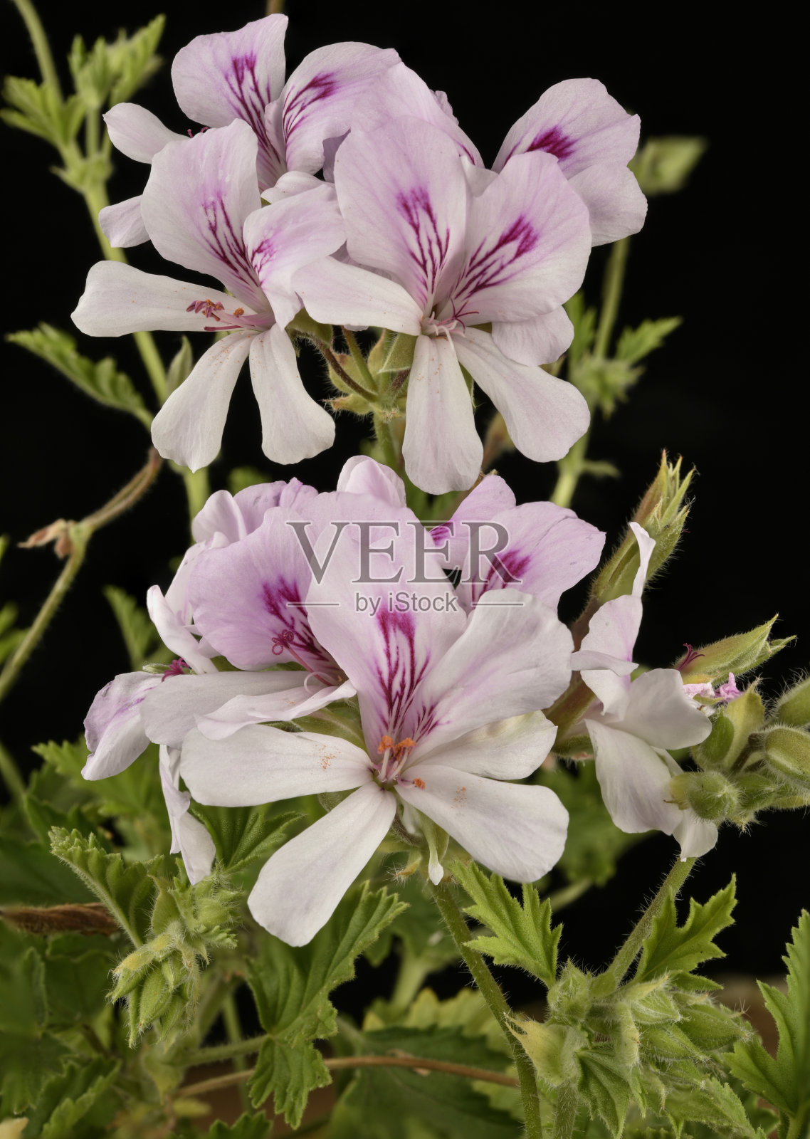 有香味的天竺葵属植物照片摄影图片