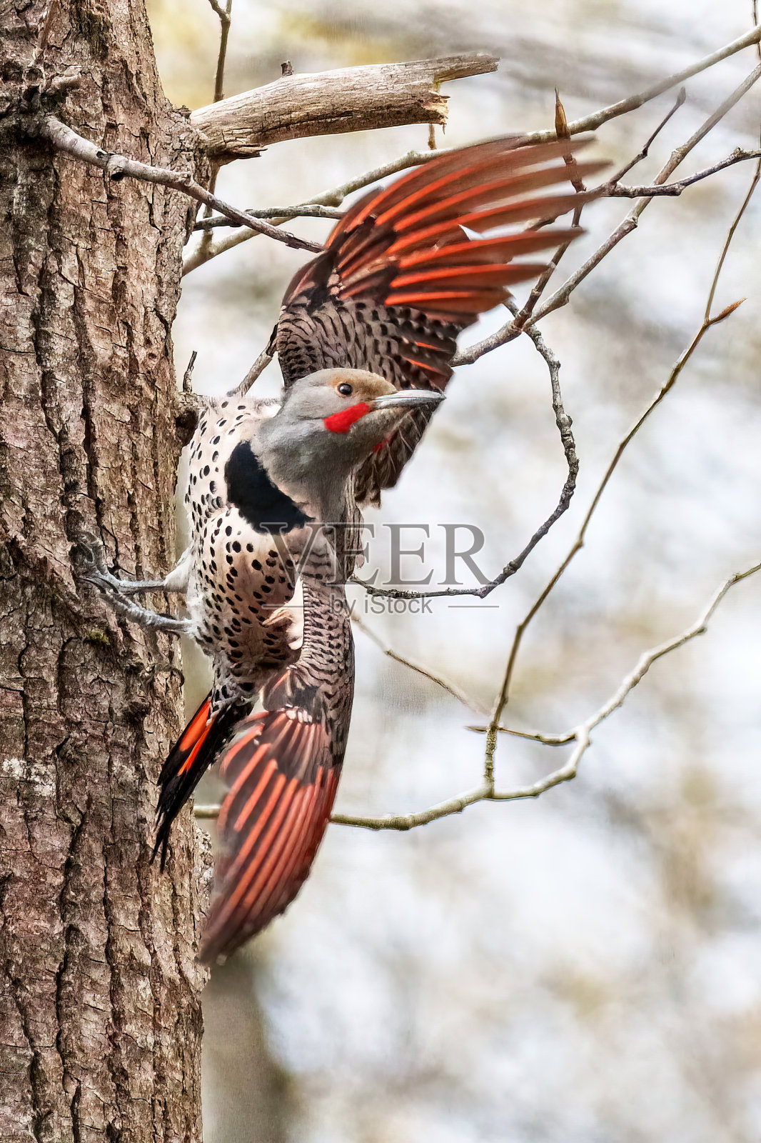 北极光停在树干上，开始飞翔照片摄影图片