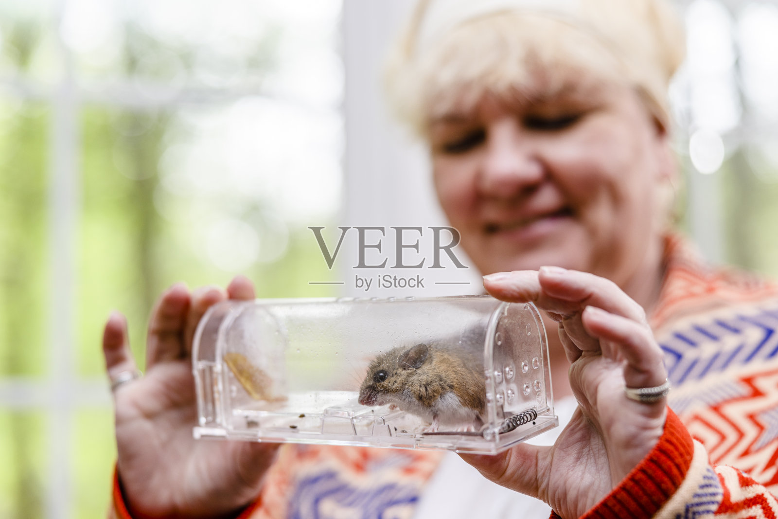 啮齿动物攻击和人道的方式捕捉动物。微笑的白种老年妇女，塑料捕鼠器里有老鼠。在捕鼠器中专注于一只老鼠照片摄影图片