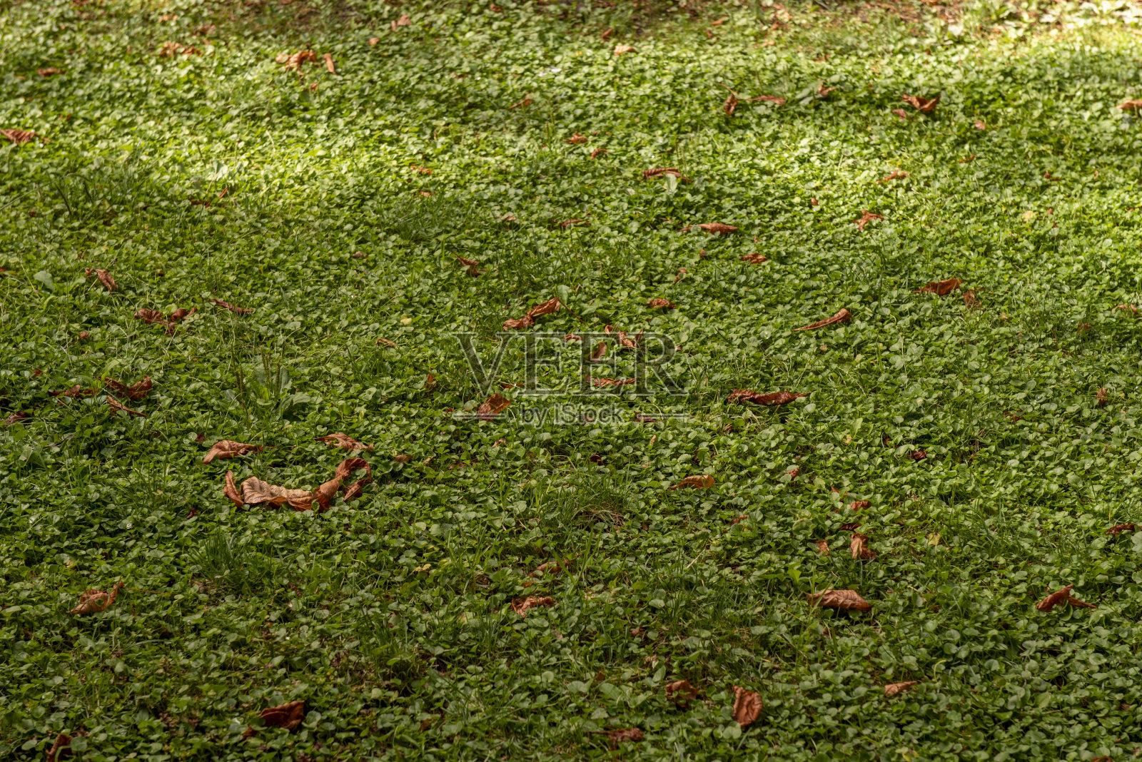 草的背景与干燥的叶子。矢量绿草纹理。照片摄影图片