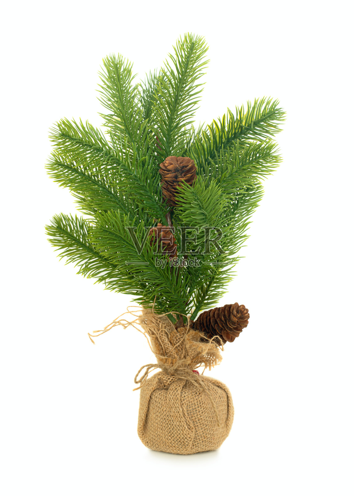 圣诞冷杉枝上有球果照片摄影图片