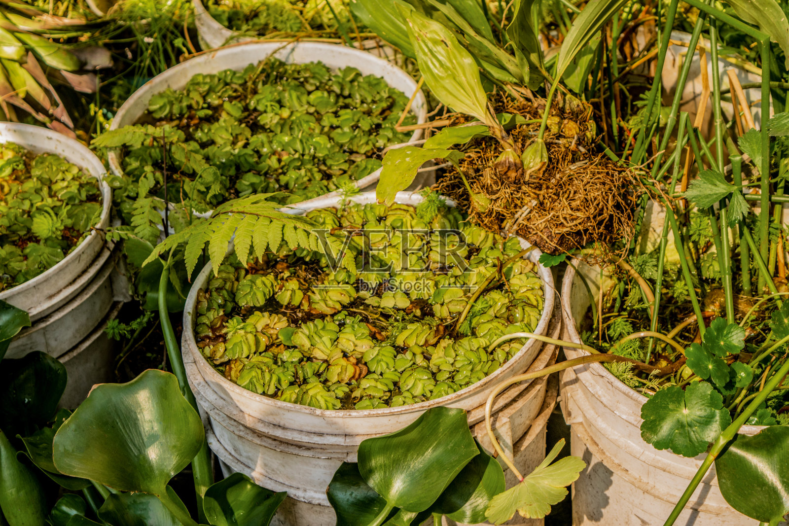 植物市场里的水生花卉照片摄影图片