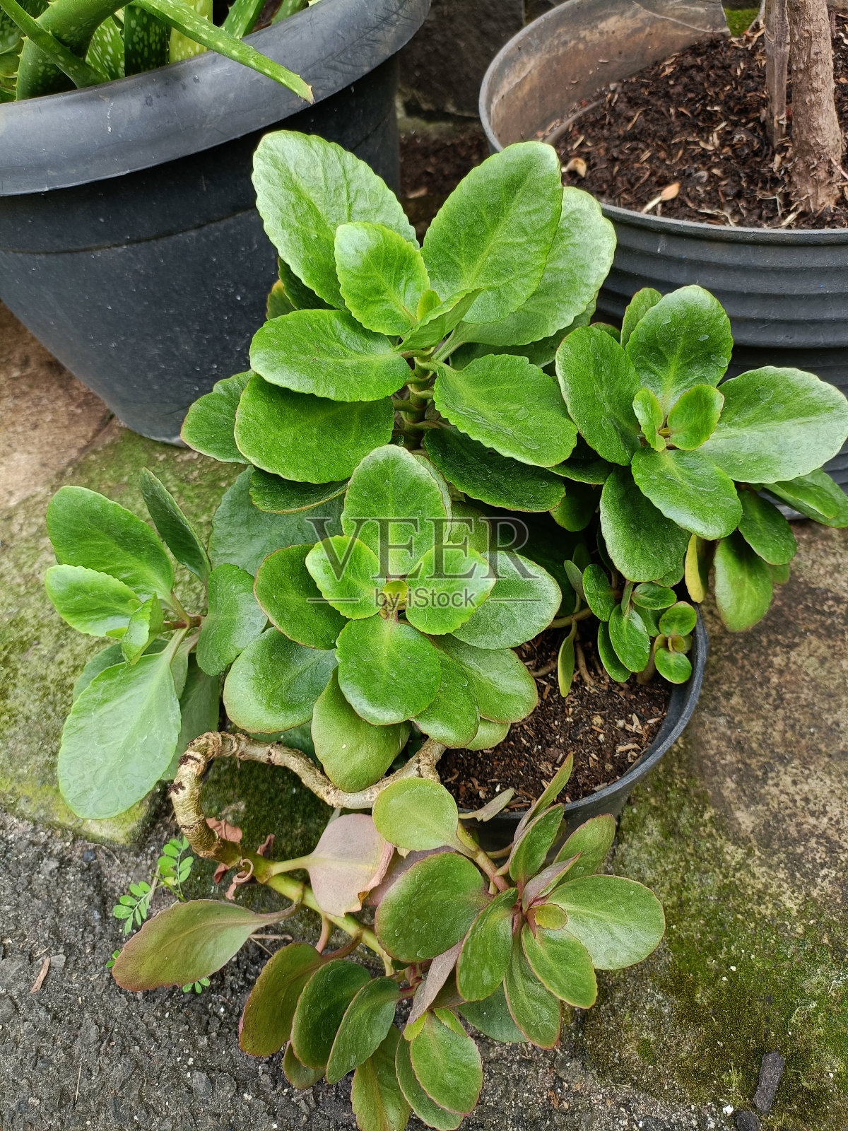 叶子装饰照片摄影图片