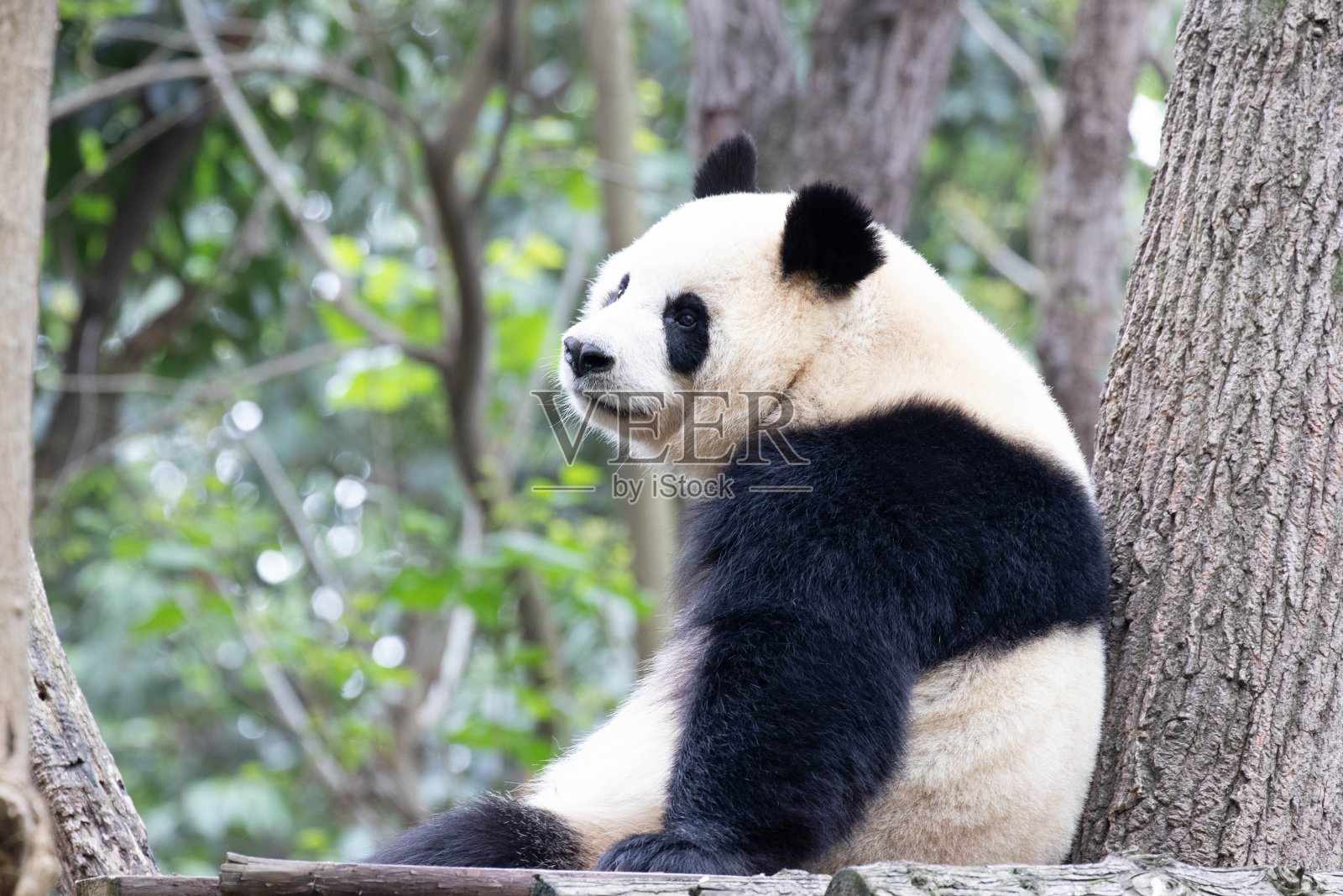 快乐的大熊猫，元润正在休息照片摄影图片