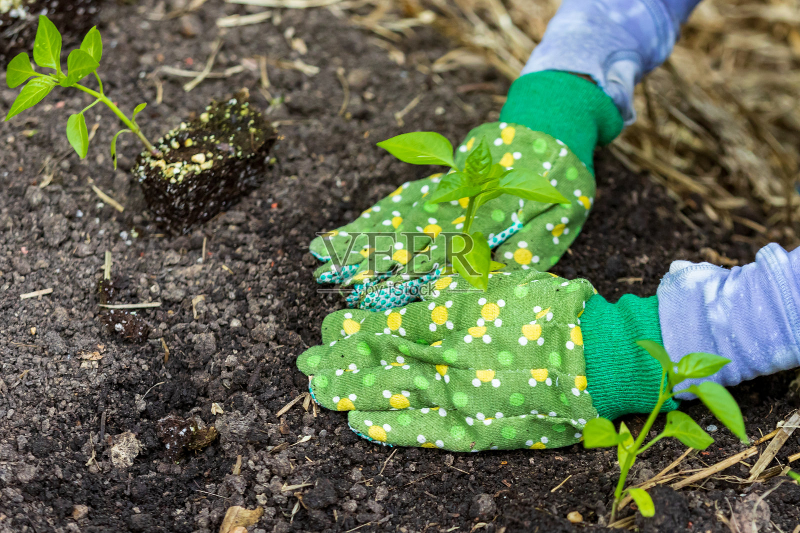 在花园里种植的新鲜蔬菜。照片摄影图片