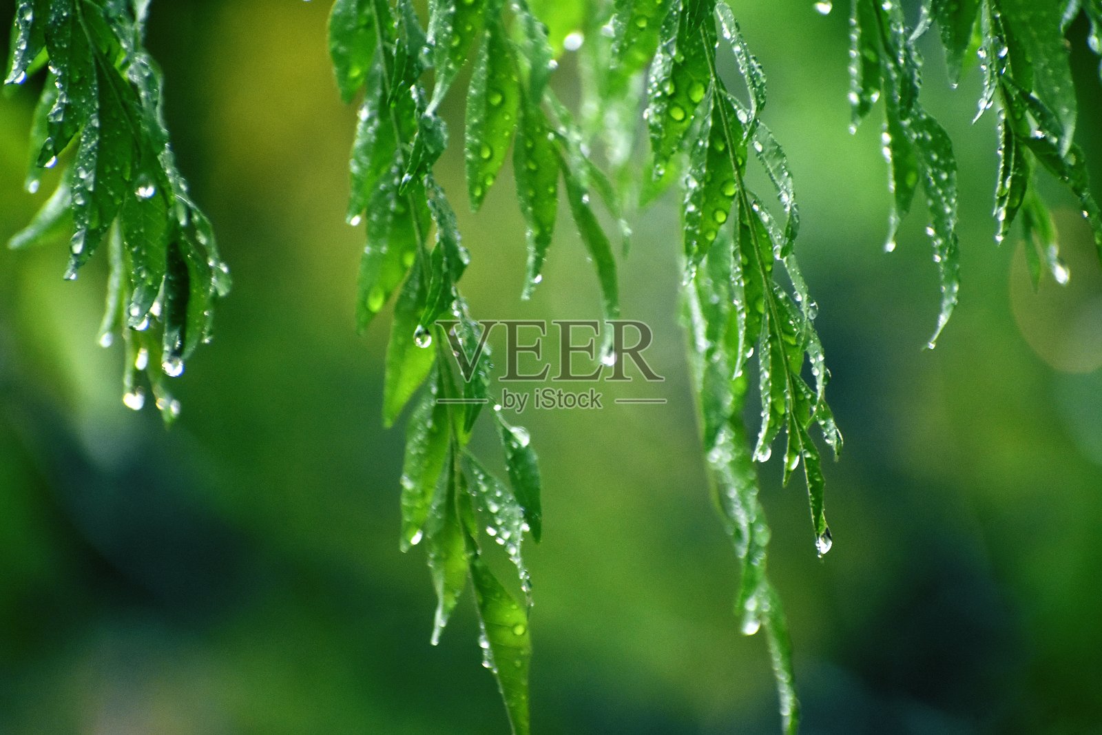 下雨时植物和叶子的美丽快照照片摄影图片