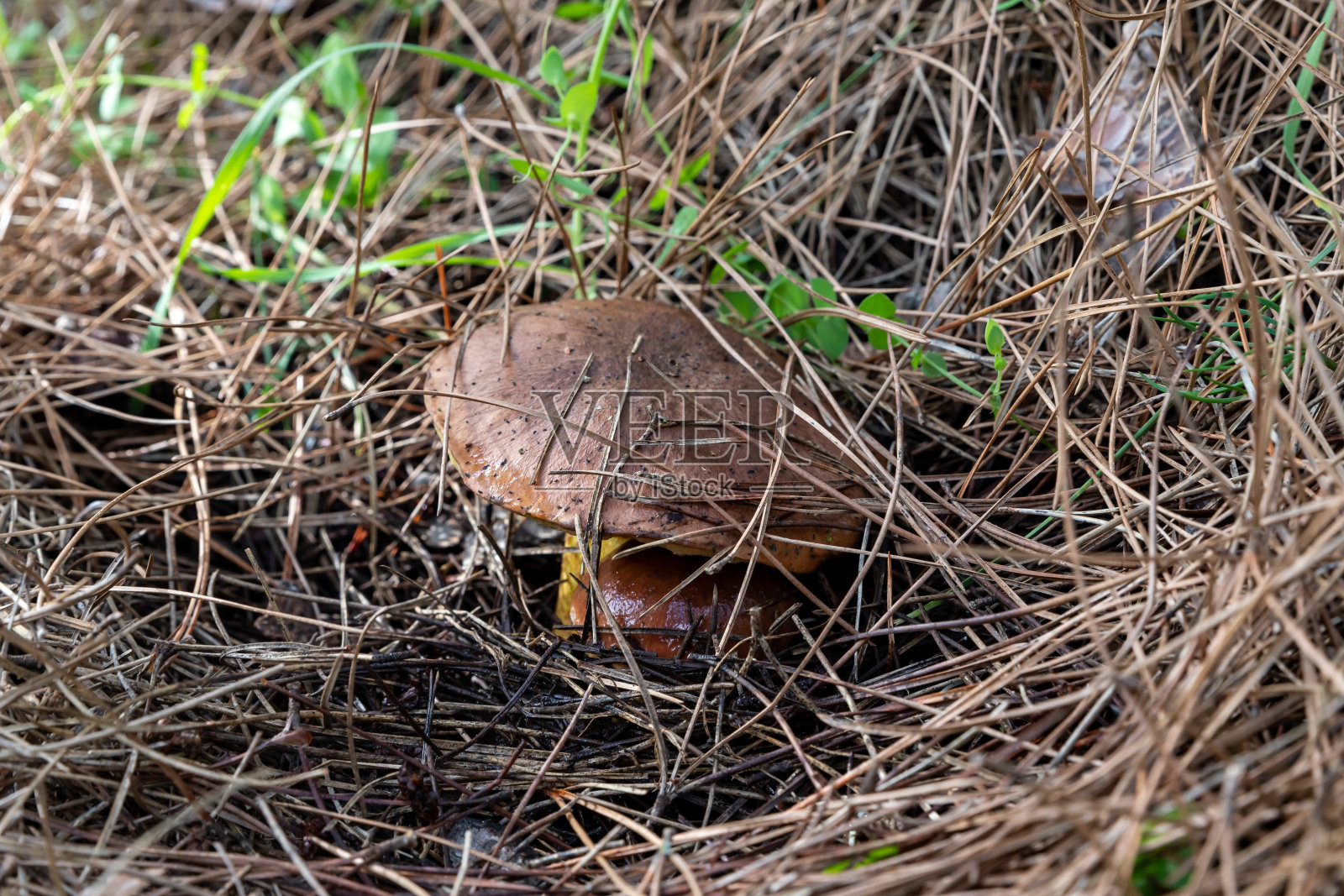 针叶林中草地上的食用蘑菇照片摄影图片