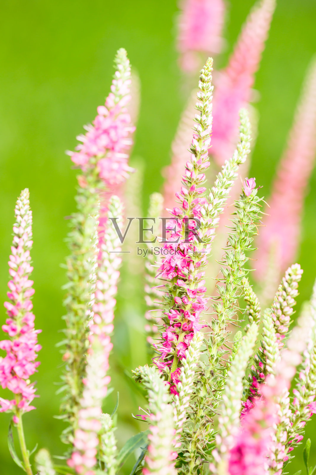 粉红色的维罗妮卡花照片摄影图片