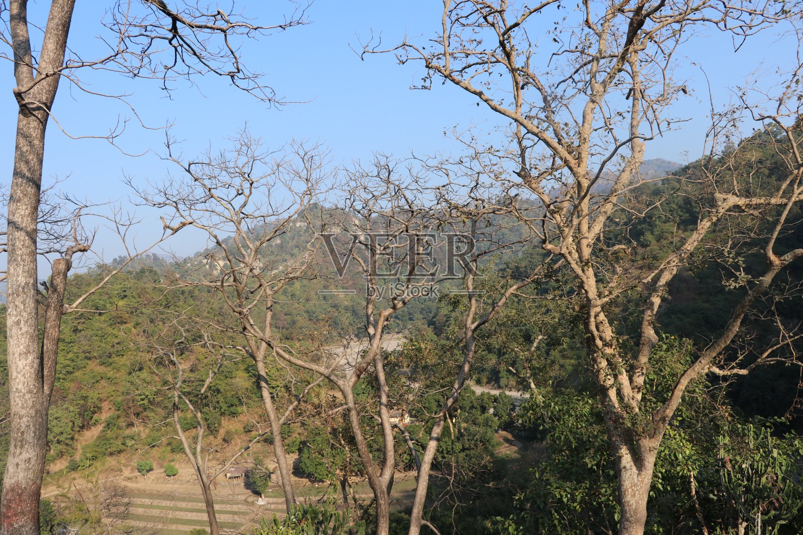 早晨，山坡上的枯叶树。照片摄影图片