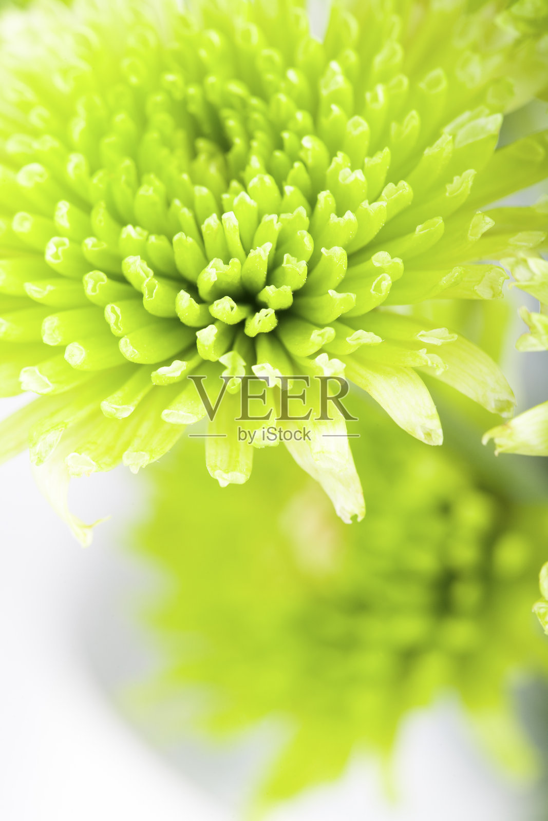 青菊花照片摄影图片