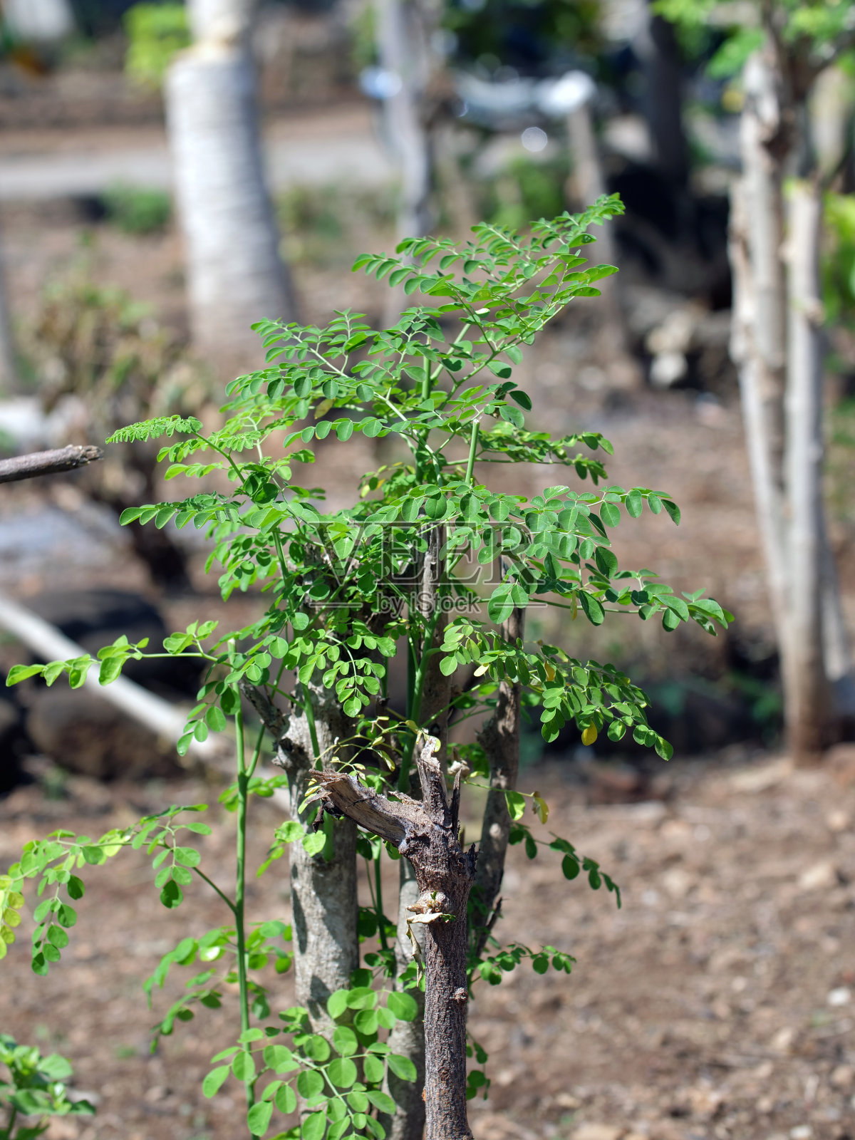 辣木属的叶子照片摄影图片