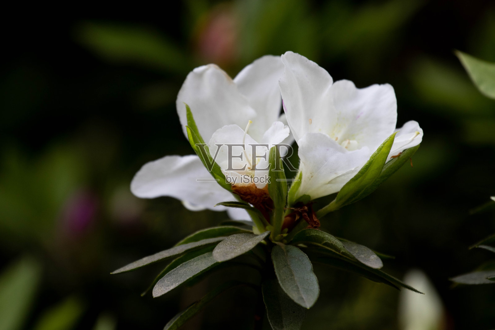 近距离拍摄亮粉色的杜鹃花，照片摄影图片